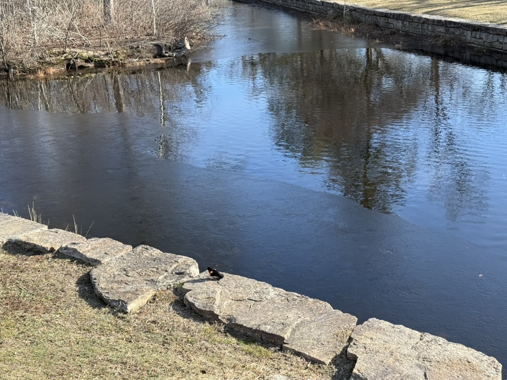 Elm Park — pond with stone wall